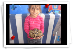 Pet Zoo