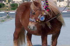 Pony Ride For Kids