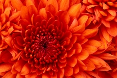 Chrysanthemum - Copy (2)