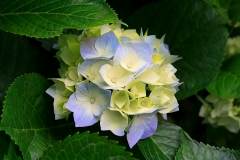 Hydrangeas - Copy (2)